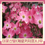 산딸나무 묘목 미꽃산딸 체로키치프 R3cm 분 1개