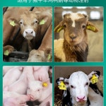 이표 인식표 축산용품 염소 펀칭기 장착기 식별 A 송아지 가축