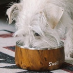 스웰 스웰 펫 보울 티크우드