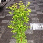 묘목 산호각단풍 단풍 산호각접목 2년 포트묘 KJ862