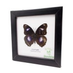 액자에 든 돈 곤충 표본 나비 그레이트 에그 프라이 수컷 Great Eggfly