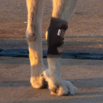 강아지 깁스 슬개골 탈구 보호대 관절