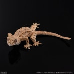 반다이도마뱀 진짜같은 파충류 생물대도감 모형 게코 피규어 렙티 개봉불환 약 16 2 18 D형