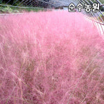 핑크뮬리나무 묘목 키80 분 그라스 다년초 가을꽃 조경수