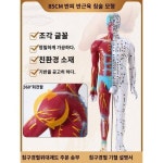 고해상도 한방침술 마네킹 전신십이경락도 표준각인 혈자리 모델