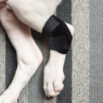 강아지 깁스 슬개골 탈구 보호대 관절 M