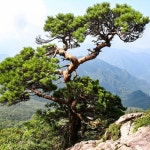 세종식물원 세종식물원  적송 소나무 묘목 플러그묘 70-80cm전후