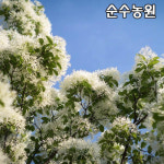 이팝나무 묘목 실생2년 뿌리묘 특 3개 활엽수 정원수