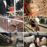 블록 염분 축사 염소소금 축산기자재