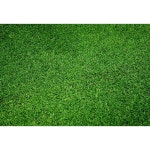 정글 파티 사진 배경 잔디 단풍 녹색 화면 웨딩 포토콜 스튜디오 5 Vinyl-250x200cm 1개 A PEACOCK