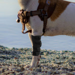 강아지 통깁스 슬개골 관절 보호대 S