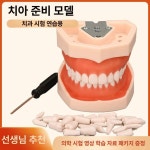 덴티폼 치아모형 치과 실습 교육용 모델 치아 구강