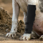 강아지 통깁스 슬개골 관절 보호대