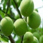 유실수 묘목 홍매화 설중매 매실 결실주 R3-4m KS280