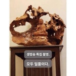 생방송 특집 뿌리조각 고목 신중국 장식 선의건포태풍화 뿌리연장식 촬영