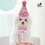 딩동펫 딩동펫 강아지 생일파티 턱받이 꼬깔세트