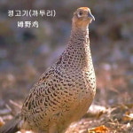 신돈 배터짐 배터짐 꿩고기 까투리 2마리 토종 닭발 노계닭 생오리 닭날개
