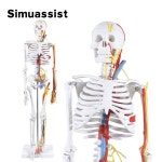 인체 골격 해부학 모델 신경 혈관 심장 의료 과학 교육 자료 1 2 수명 크기
