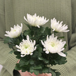 마이플랜트 마이플랜트 마이플랜트 성묘 생화 국화 헌화 산소꽃 납골당 제사 명절 벌초 묘지 수목장 준비물