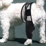 강아지 통깁스 슬개골 고관절 보호대 스트랩 S