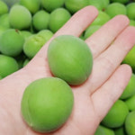 초록살롱 매실나무 청매실 묘목 3년생 결실주