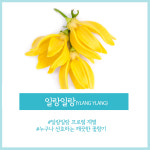 네이처 프래그런스 오일 Ylang-Ylang 일랑일랑 1개