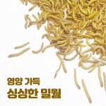 파충류 끝판왕 먹이 영양 가득 싱싱한 밀웜 100마리 워터젤 일반포장 1개
