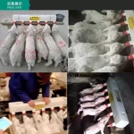 새끼 돼지 우유통 젖병 사료 우유 밀크빠 급이기 염소