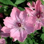 클레마티스 큰꽃으아리 레이먼드 파리지엔느 포트묘