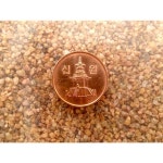 장식용 세척 화장토 황금사 세립2 1kg 3개