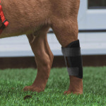 강아지 깁스 슬개골 탈구 보호대 관절 L