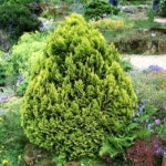 조경수 묘목 황금측백 삽목2년 특묘 20주묶음 KS820