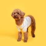 단가라 큐티 크롭티 강아지 고양이 옷 원피스 티셔츠 봄 여름 옷 L 1개