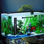 조일 어항 온도계 스티커 수족관온도계 스티커온도계 어항온도계스티커 어항꾸미기 수족관꾸미기 온도계테이프 어항붙이는온도계