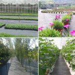 농업용 잔디 방지 천 농장 지향성 잡초 매트 검은 플라스틱 멀치 두꺼운 과수원 정원