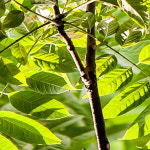 참죽나무 묘목 국내산묘목 가중나무 2년생묘목 참죽나무 묘목 국내산묘목 가중나무 2년생묘목