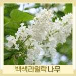 라일락나무 묘목 백색라일락 키1 2m내외 개화주 1개