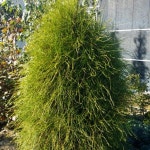 말총나무 프랭키보이 수고80CM 폭50CM 묘목 G0126