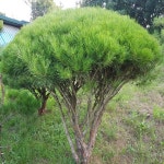 반송 W0 4 묘목 k0776