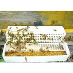 청도 농장직배송 벌꿀 화분 생산자 토종 화분