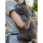 대만 마카오 출하 난쟁이 영단파란백파란 고양이 새끼 뚱보 단모 맨키콘 접이 애완 고양이