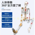 모형 인체 근육 과학실 교육용 뼈 해부 마네킹 전신 해골 모델 2 85 디스크