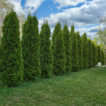 충북농원 미측백 측백나무 묘목 - H1 0 H1 5 분묘