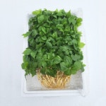 진안군 황금새싹인삼농장 새싹인삼 50뿌리