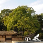 나무인 회화나무 묘목 5개