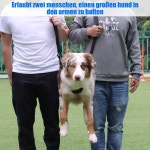 노견 보조 기구 부상 슬개골 노령견 장애 애견용품 벨트 뒷다리 M- 가로39cm 세로24cm전후