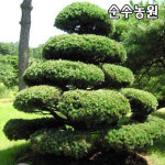 오엽송나무 묘목 키80cm이상 화분 섬잣나무 상록수 고급조경수