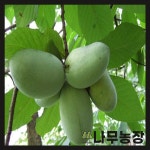 나무농장 포포나무 접목 썸머딜라이트 장포트 10개