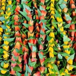 하와이훌라댄스 아름다운 폼 Hala Lei Ti 잎 전통 하와이 꽃 Leis Hula 댄스 공연 장식