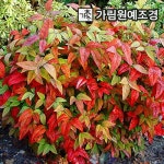 엑스플랜트 남천나무 묘목 가림원예조경